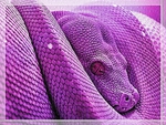 Purple Tree Python