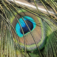 peacock closeup