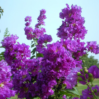 mauve flowers and blue sky