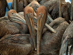 pelicans