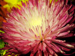 Pink Flower Closeup