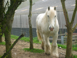 white shire horse