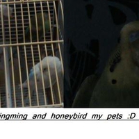 my parakeets mingming and honeybird