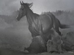 Horse in Black and White #6
