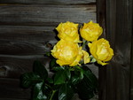 Beautiful Yellow Rose.