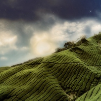 Beautiful Landscape Plantation - [HD1080p]