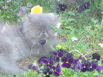 Blossom in the Pansies.