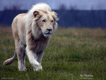 rare white lion hunting