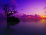 Purple Sunrise