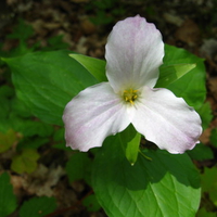 Ontario Trillium