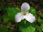 Ontario Trillium