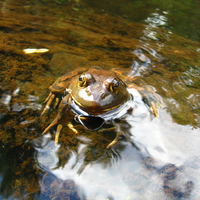 Bull Frog Relaxing in the River...