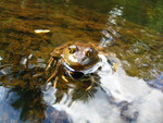 Bull Frog Relaxing in the River...