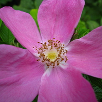 Ode de Unknown Type of Purple Flower