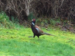 Pheasant Legging It