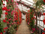 In-the-greenhouse-at-temple-Newsam