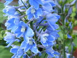 Delphinium Flowers.