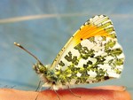 orange tip