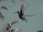 hummingbird