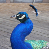 peacock