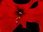 Amaryllis Dorest Fractal