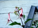 A Fuchsia,