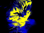 Blue and gold cat.