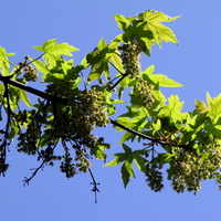 maple flowers