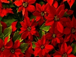 BEAUTIFUL POINSETTIAS