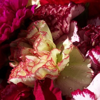 Flowers for the Hospital