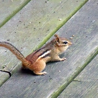 cute little chipmunk on porch