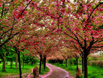 Blossom Path