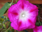 pink morning glory