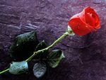 A Single Red Rose Laying on a Stone