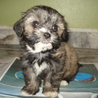 Shih-Tzu puppy sitting on a newspaper