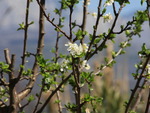 Apple tree in bloom