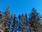 Pine Trees in Winter