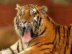 Yawning Tiger