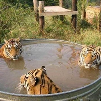 Cooling Off