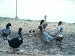 Ducks