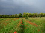poppy-field-at-the-wind