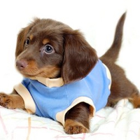 Dressed cute dog
