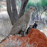 Cheetah and 3 cubs