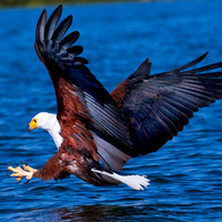 Fishing Eagle