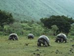 Giant Galapagos Tortoises, Isabela Island