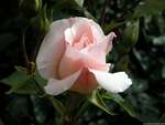 Pink Rose
