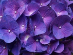 purple hydrangeas