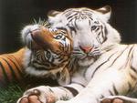 Tiger Couple
