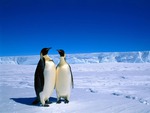 "Greetings" - Emperor Penguins