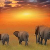 Elephant Family